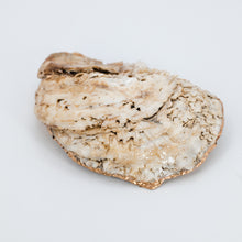 Load image into Gallery viewer, Oyster Jewelry Dishes