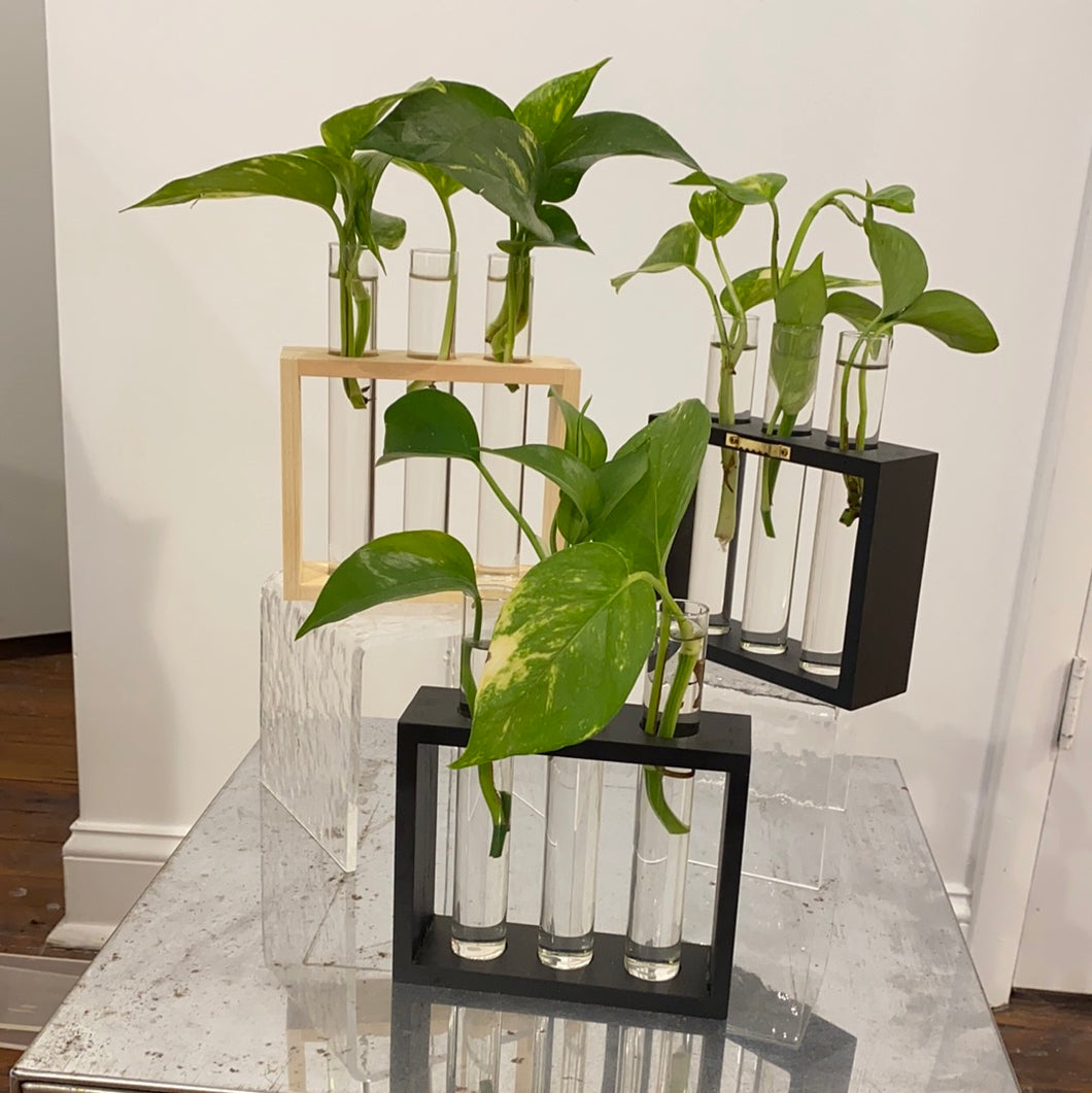 pothos stand Three vase stand with pothos